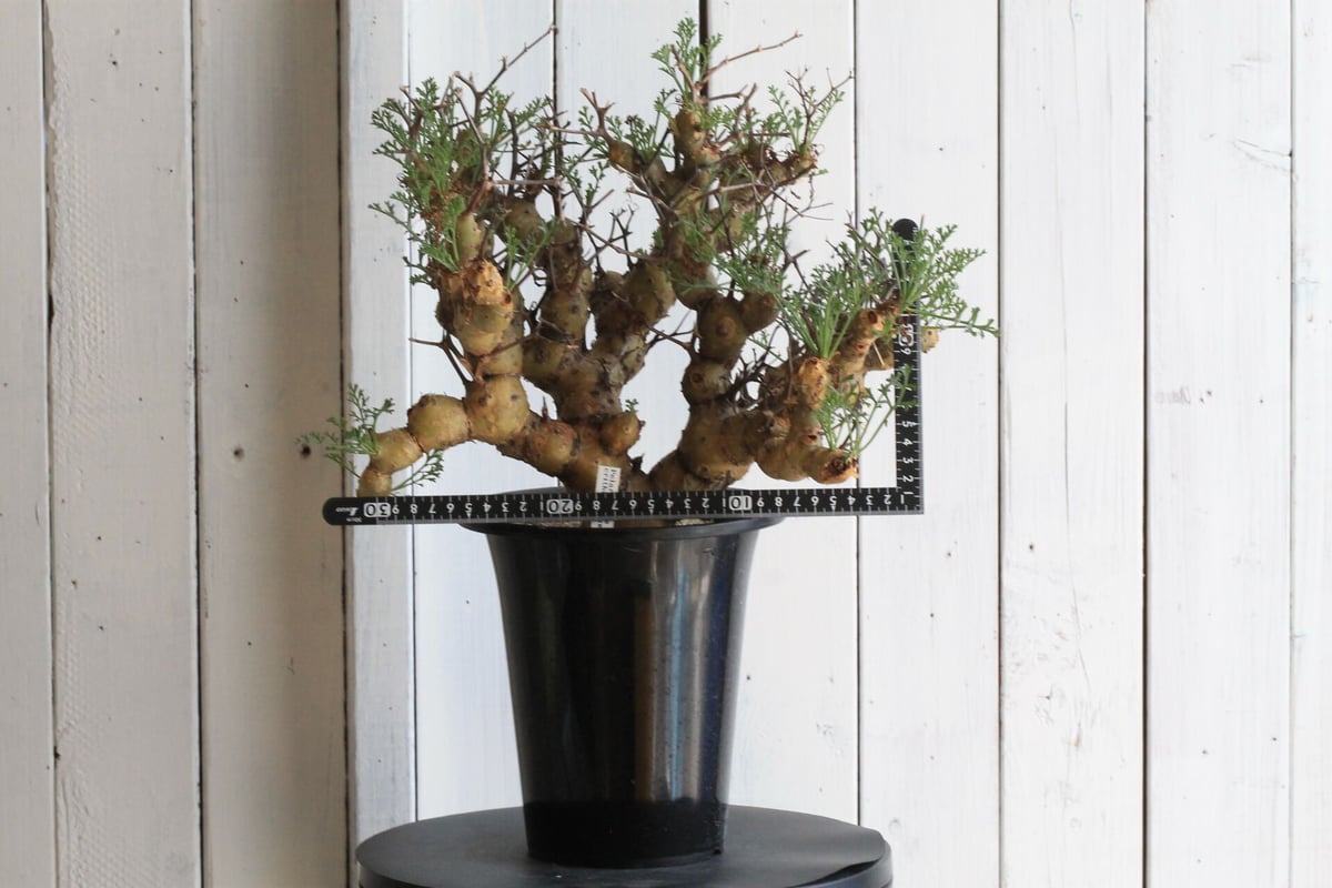 希少 3年管理 ペラルゴニウム・クリズミフォリウム 現地球 希少 3年管理 ペラルゴニウム・クリズミフォリウム 現地球