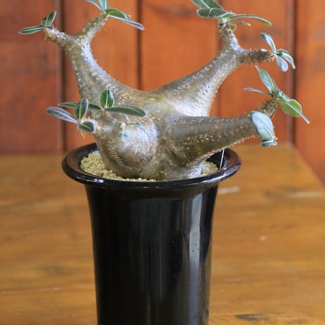 pachypodium cactipes パキポディウム　カクティペス
