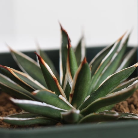 Agave filifera ssp .schidigera "white stripe'