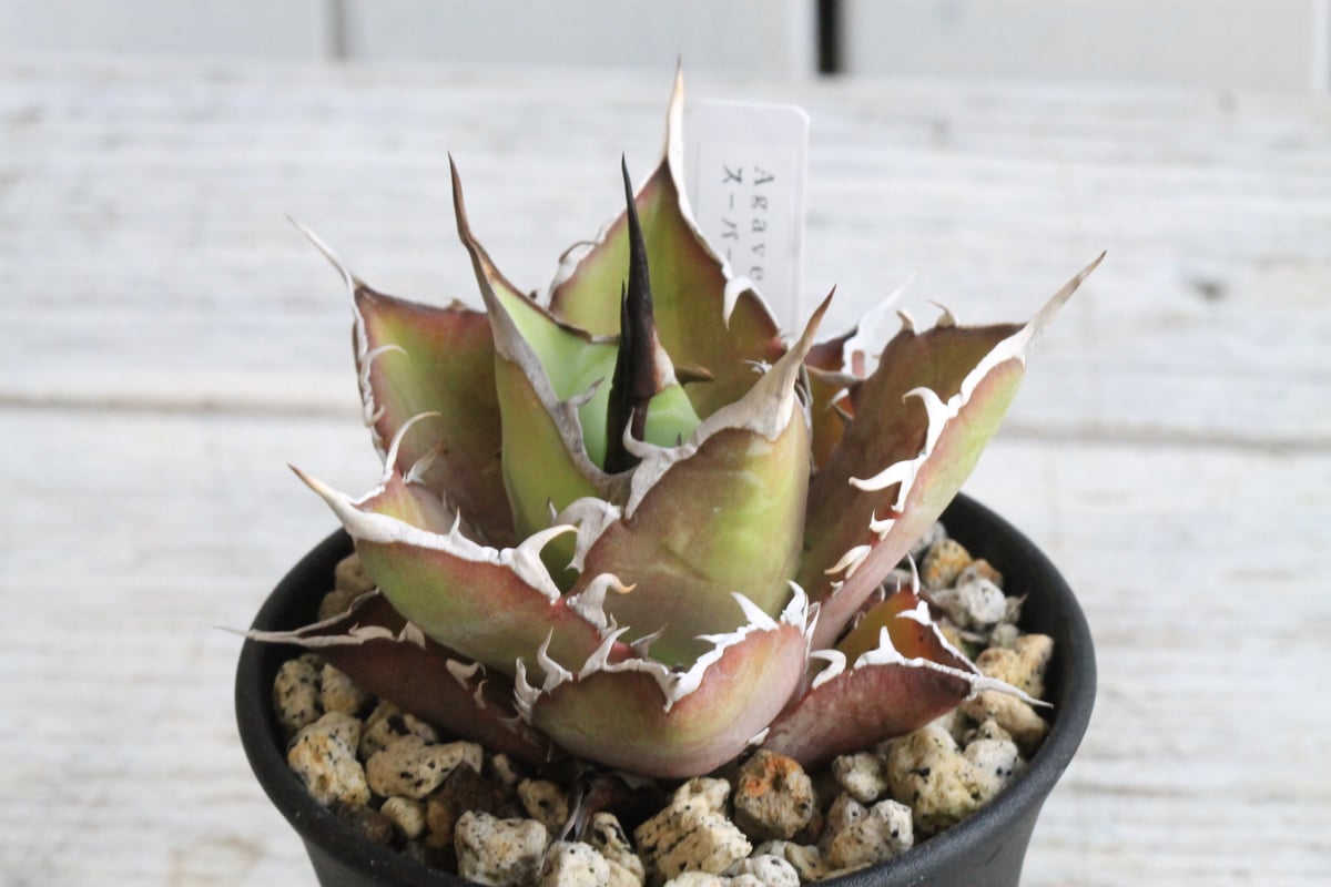 アガベ チタノタ スーパーワン① | hanayoshi-botanical