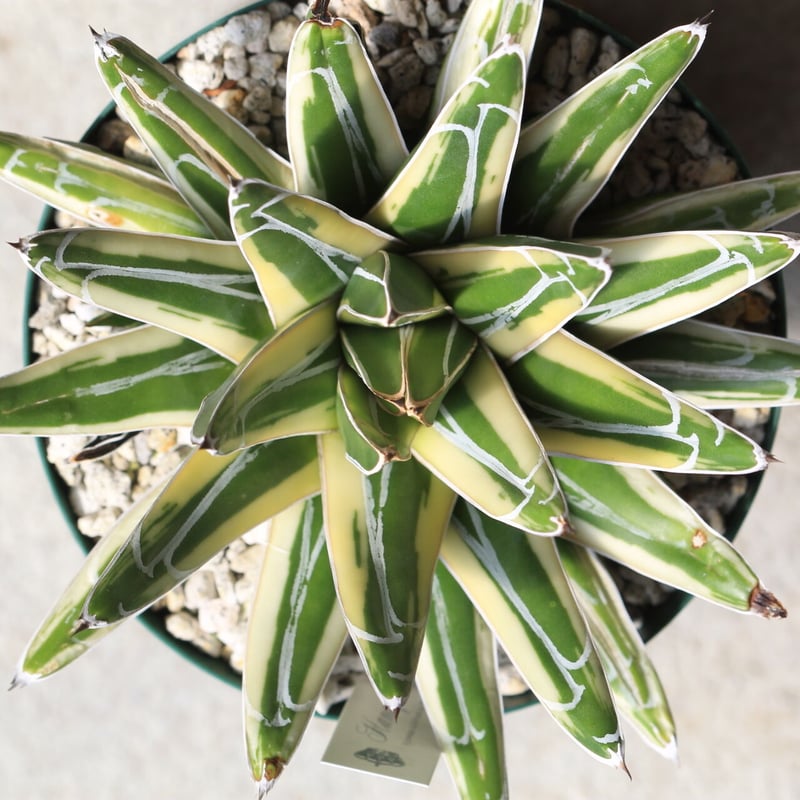 アガベ笹の雪新雪山(ロッキー)中株コレクション個体チタノタ アガベ ロッキー雪山 | hanayoshi-botanical