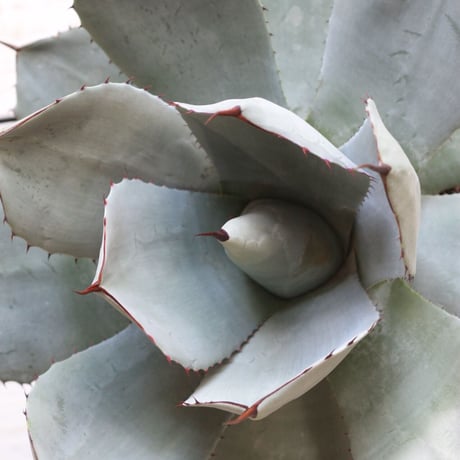 Agave パリー・トルンカータ