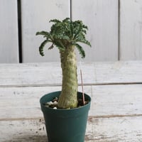 ドルステニア　ラブラニー④