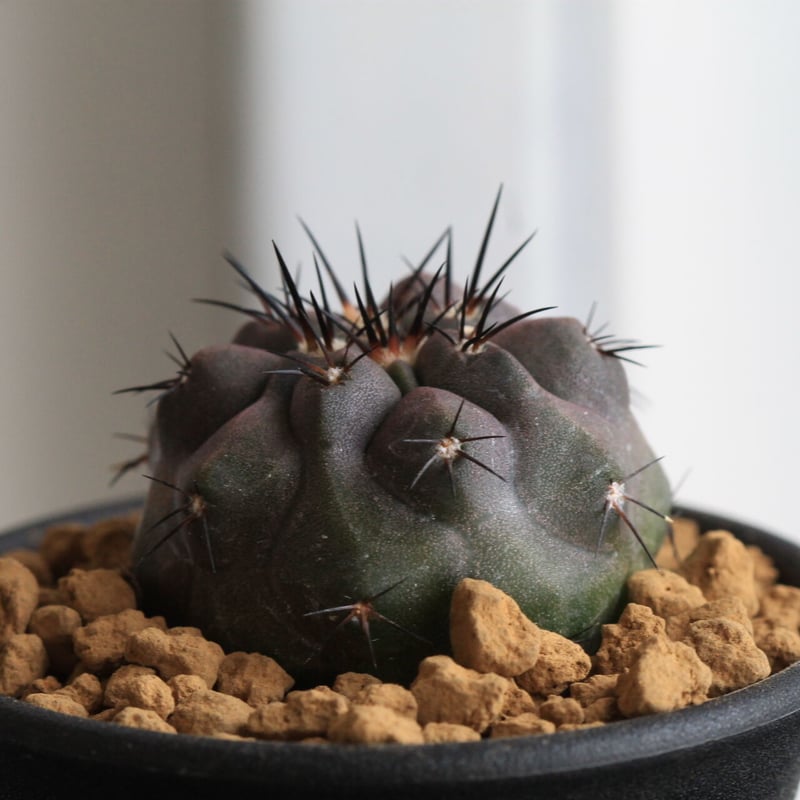 コピアポア シネレア×デュラ（交配種実生） | hanayoshi-botanical