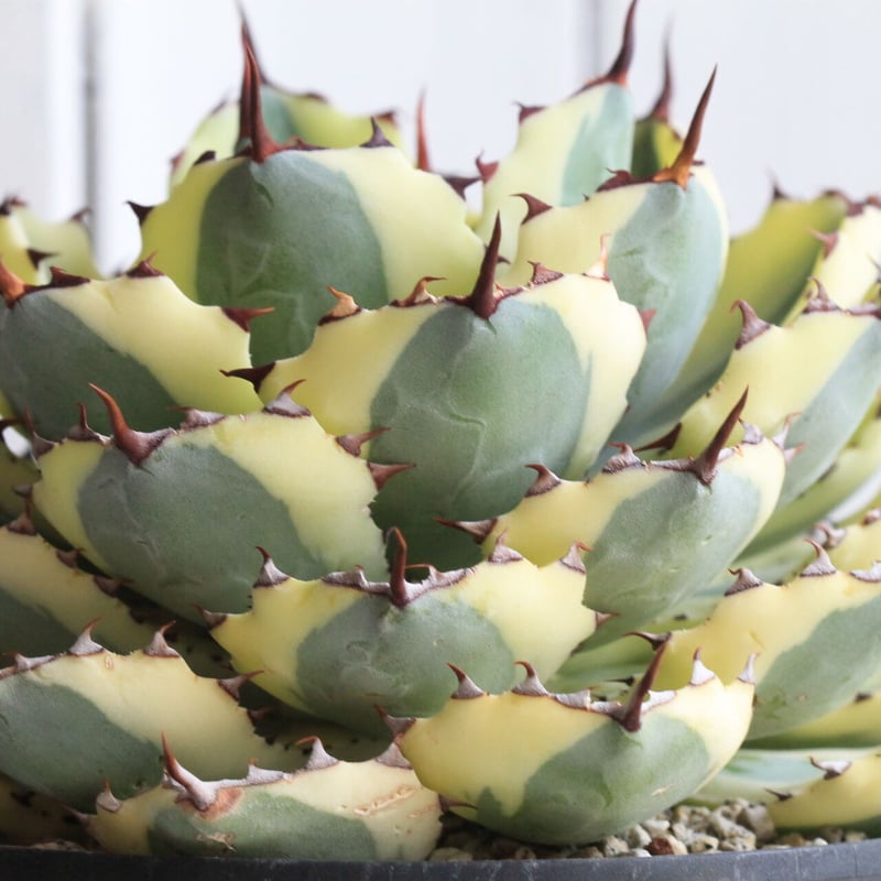 アガベ　クラウン アガベ チタノタ サンクラウン | GREEN LUCK