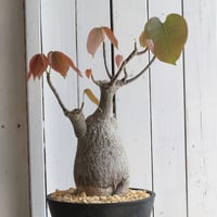 パキポディウム　タッキー大黒　タキ大　タッキー × 恵比寿大黒　大株 パキポディウム 恵比寿大黒×タッキー【002】 | PROTOLEAF プロト