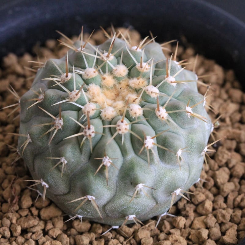 コピアポア コルムナ アルバ（実生） | hanayoshi-botanical