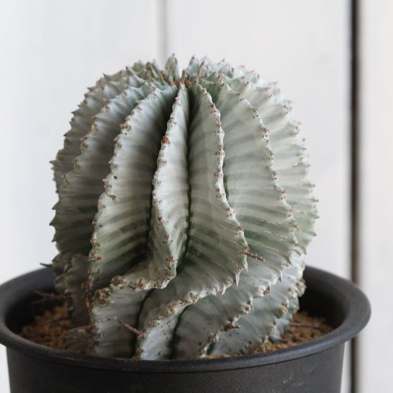 ユーフォルビア ホワイトストリアータ | hanayoshi-botanical