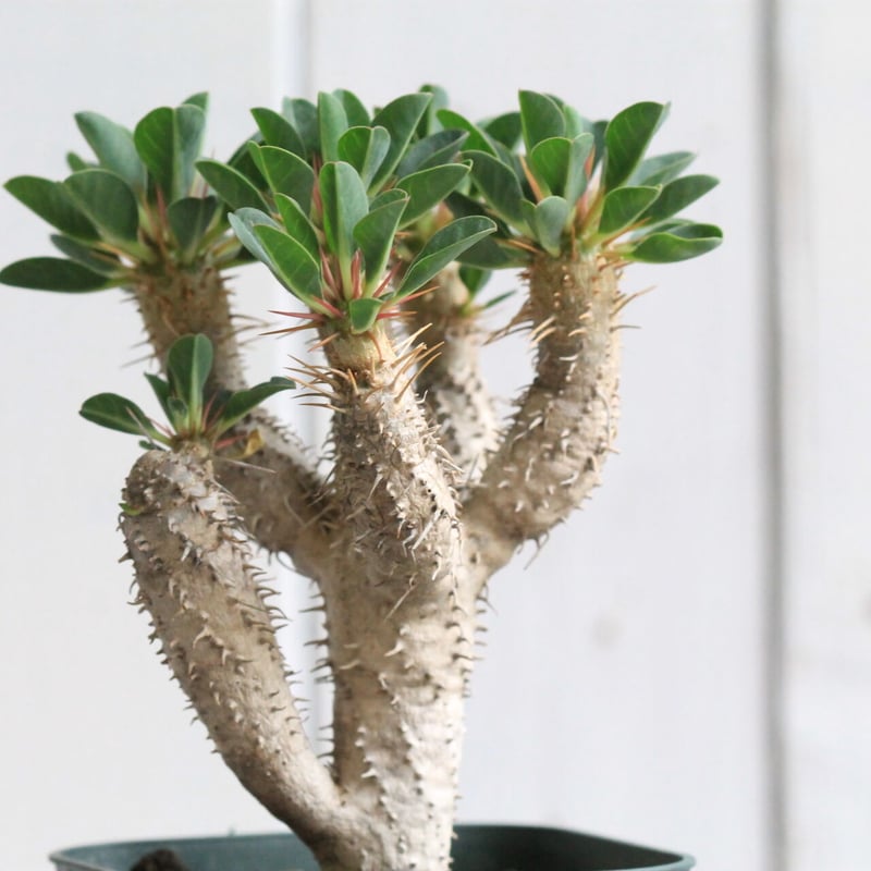 ユーフォルビア ギラウミニアナ | hanayoshi-botanical