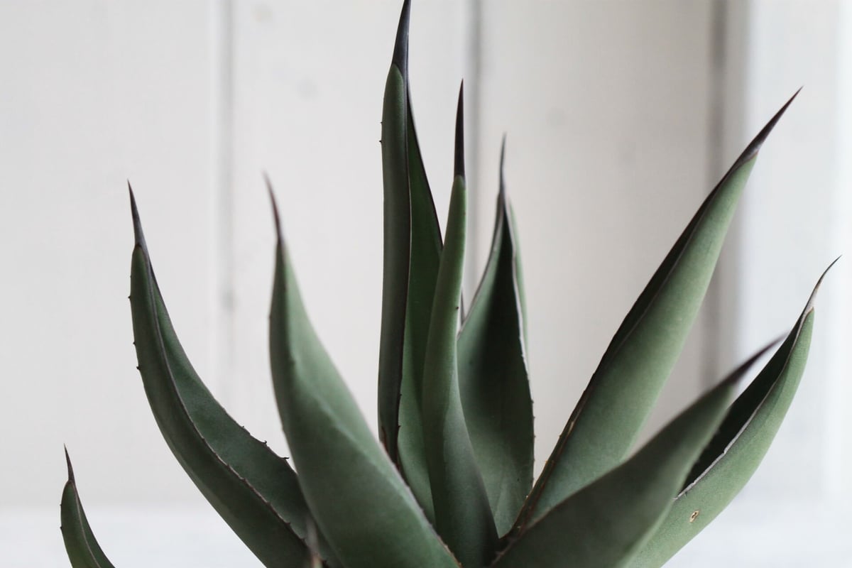 Agave シャークスキン | hanayoshi-botanical Agave シャークスキン | hanayoshi-botanical