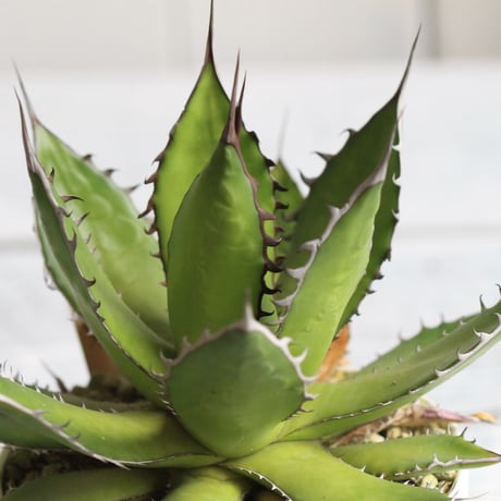 Agave ホリダメキシカルメトル