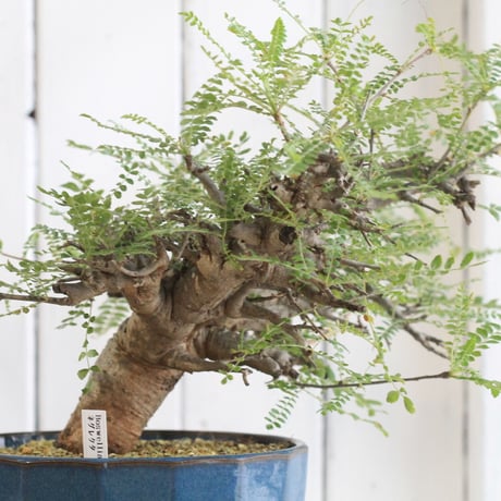 Boswellia ネグレクタ