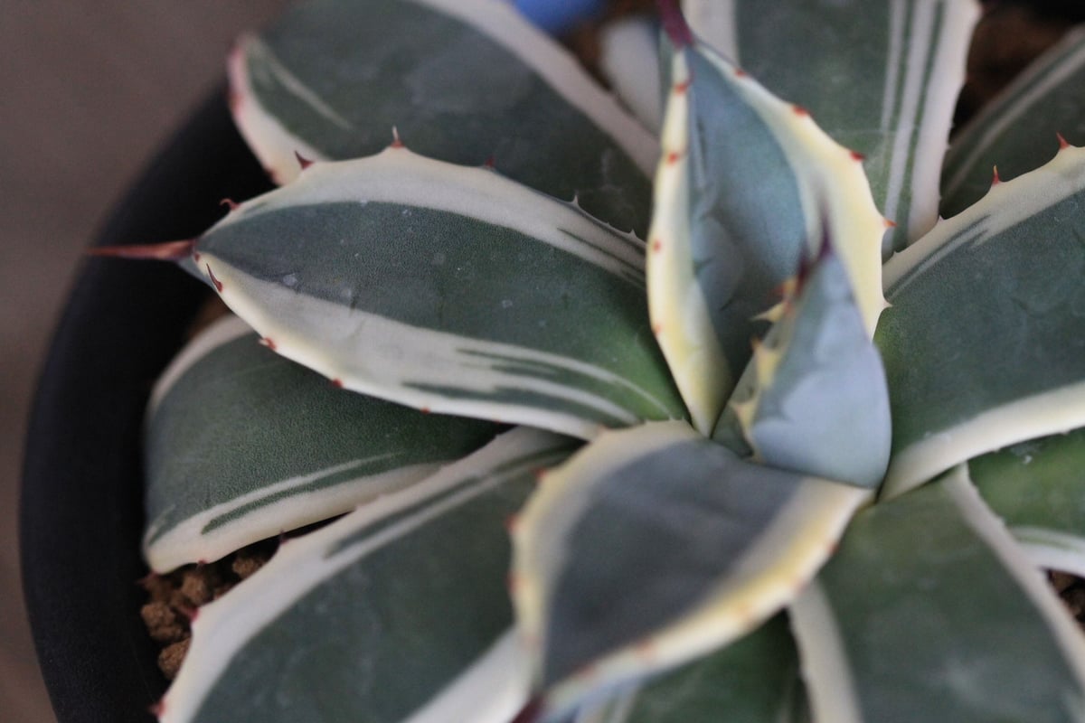Agave Cream Spike クリームスパイク | hanayoshi-botanical