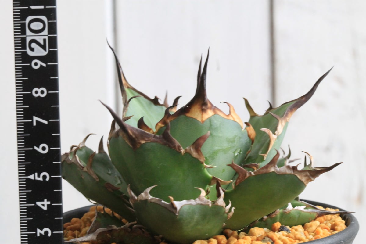 アガベ チタノタ インフェルノ 大株 / Hades ハデス アガベ チタノタ