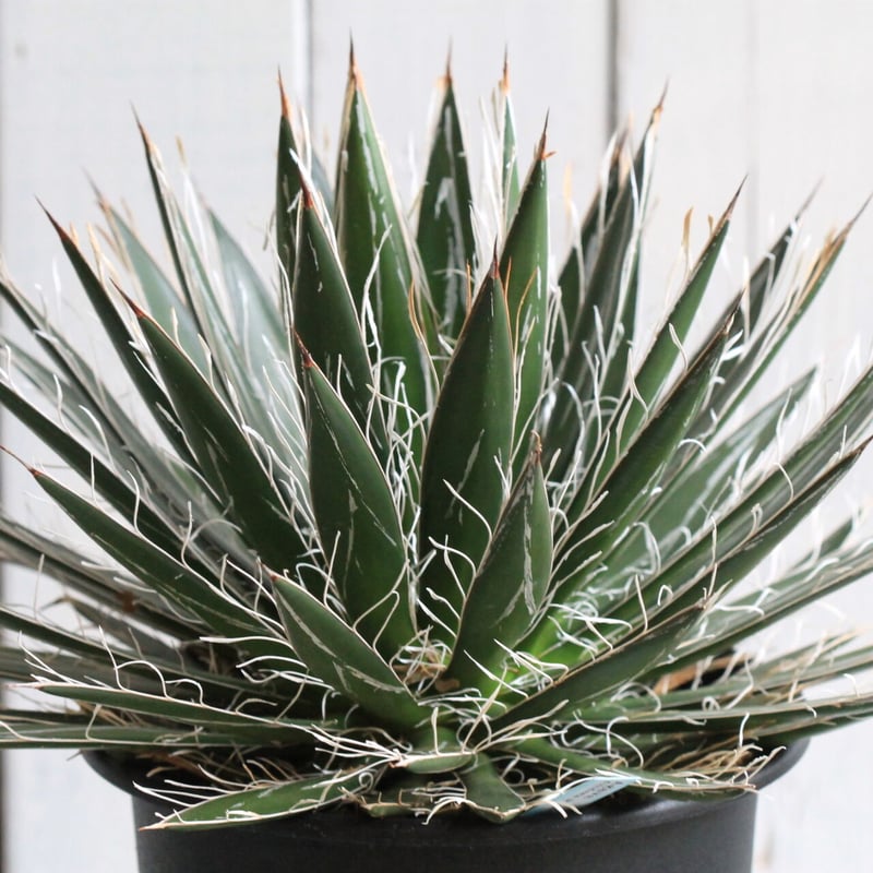 アガベ　ロイヤルフラッシュ　シジゲラ　フィリフェラ アガベ ロイヤルフラッシュ シジゲラ フィリフェラ