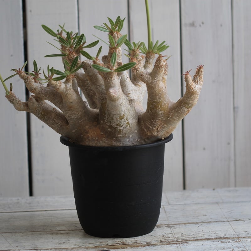 パキポディウム イノピナツム | hanayoshi-botanical