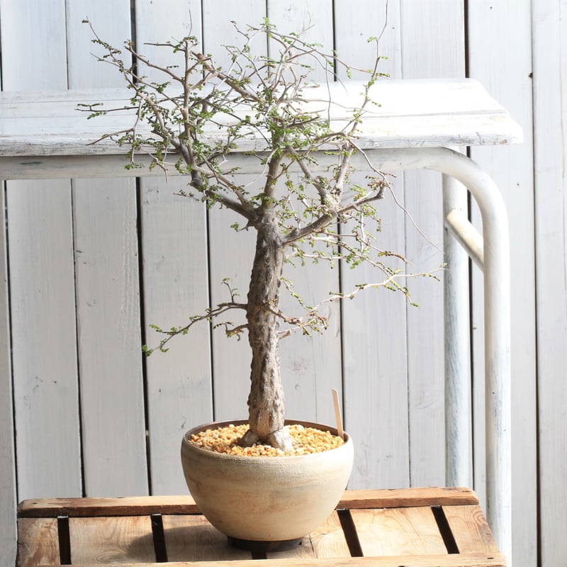 オペルクリカリア・デカリー　② Operculicarya decaryi オペルクリカリア・デカリー no.2 | mana