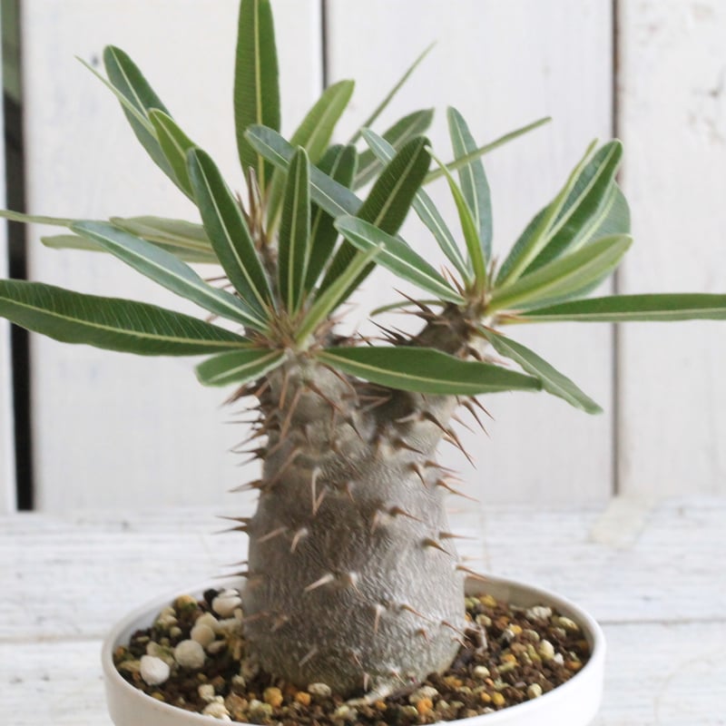 パキポディウム　カクチペス パキポディウム カクチペス | hanayoshi-botanical