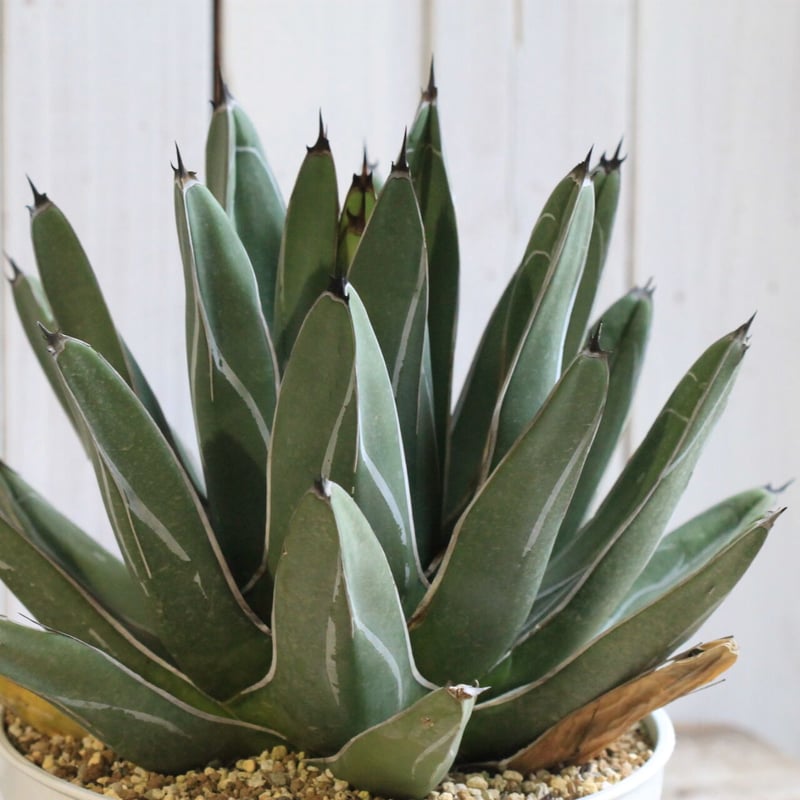 のまのま2025　アガベ　笹吹雪　10号鉢つき　特大株36センチ アガベ 笹吹雪 | hanayoshi-botanical