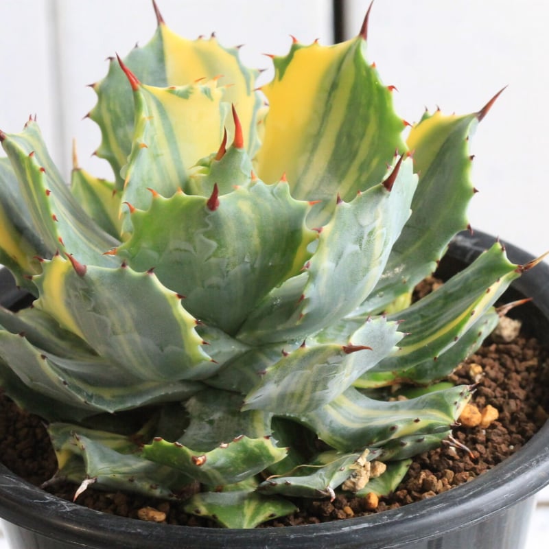 アガベ イシスメンシス錦 | hanayoshi-botanical