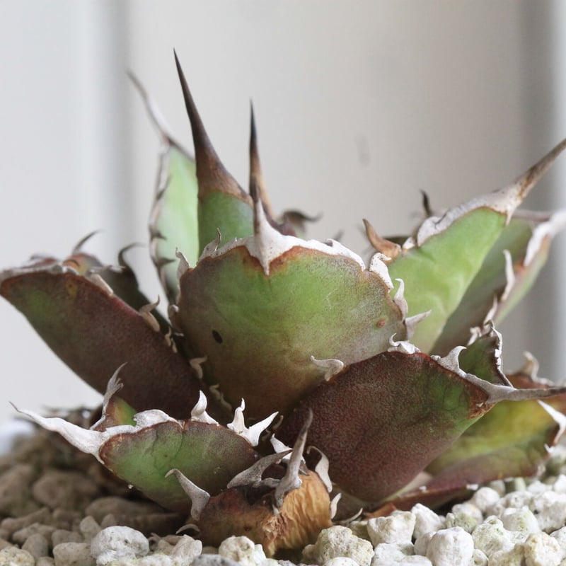 アガベ チタノタ スーパーチタノタ | hanayoshi-botanical