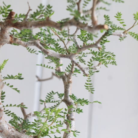 Commiphora　モンストローサ