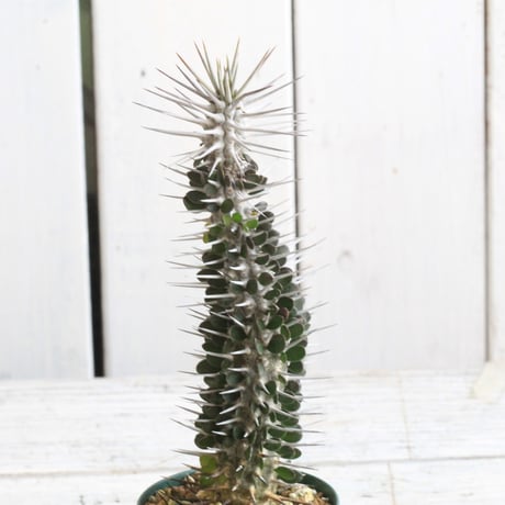 モンタグナッキー | STORES