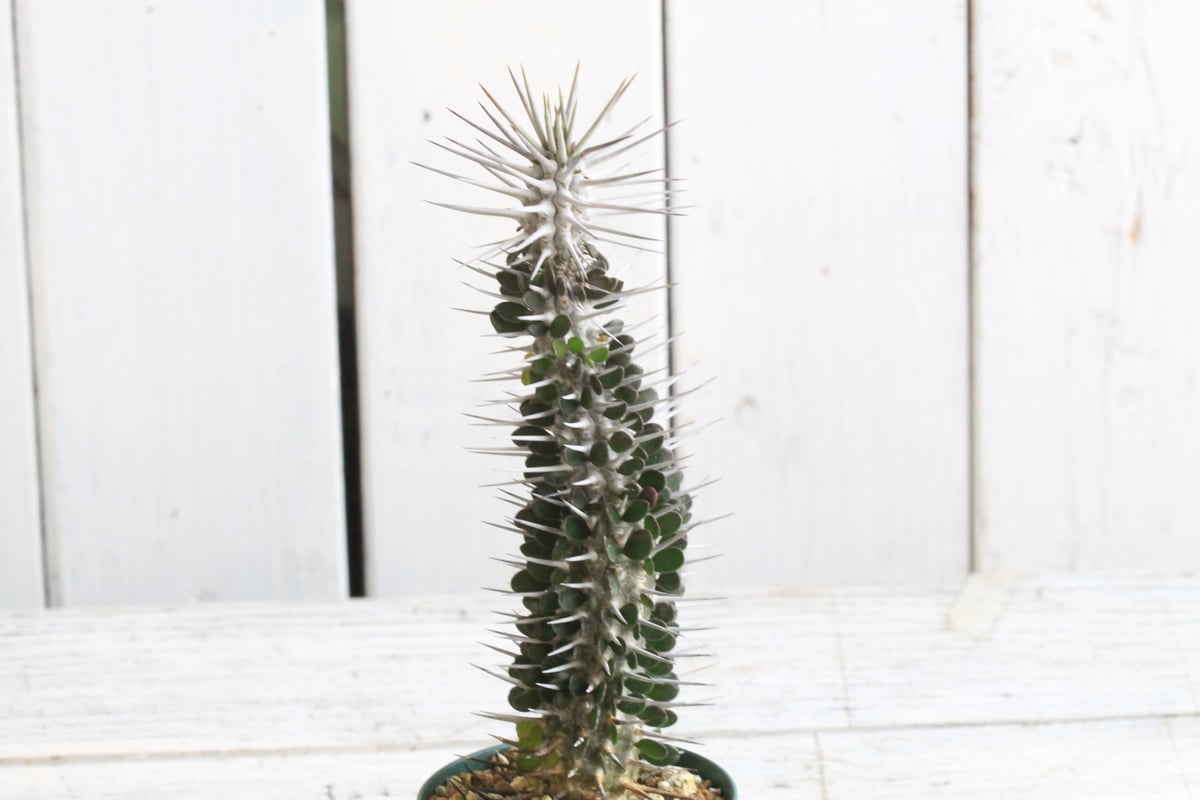 アローディア モンタグナッキー | hanayoshi-botanical