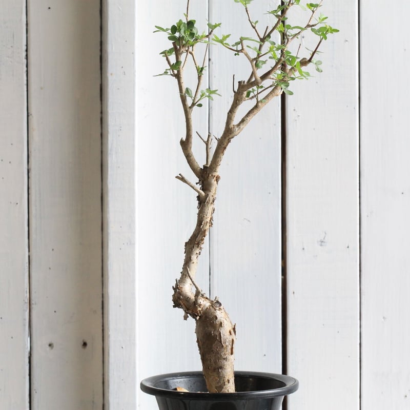 ブルセラ ファガロイデス | hanayoshi-botanical ブルセラ ファガロイデス | hanayoshi-botanical