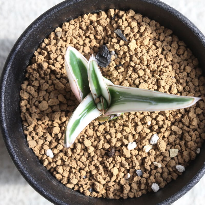 アガベ　氷山 アガベ 氷山 | hanayoshi-botanical