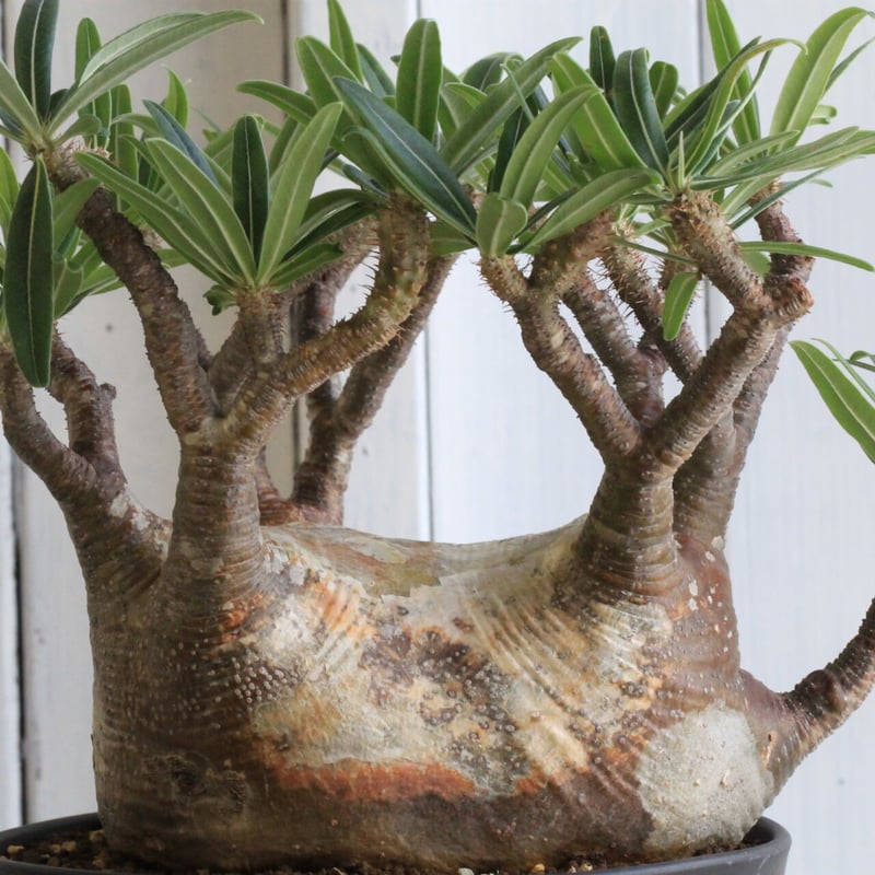 パキポディウム グラキリス | hanayoshi-botanical