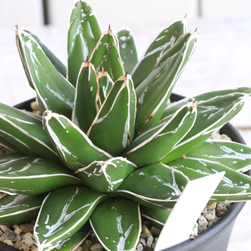 アガベ 帯向笹の雪 | hanayoshi-botanical