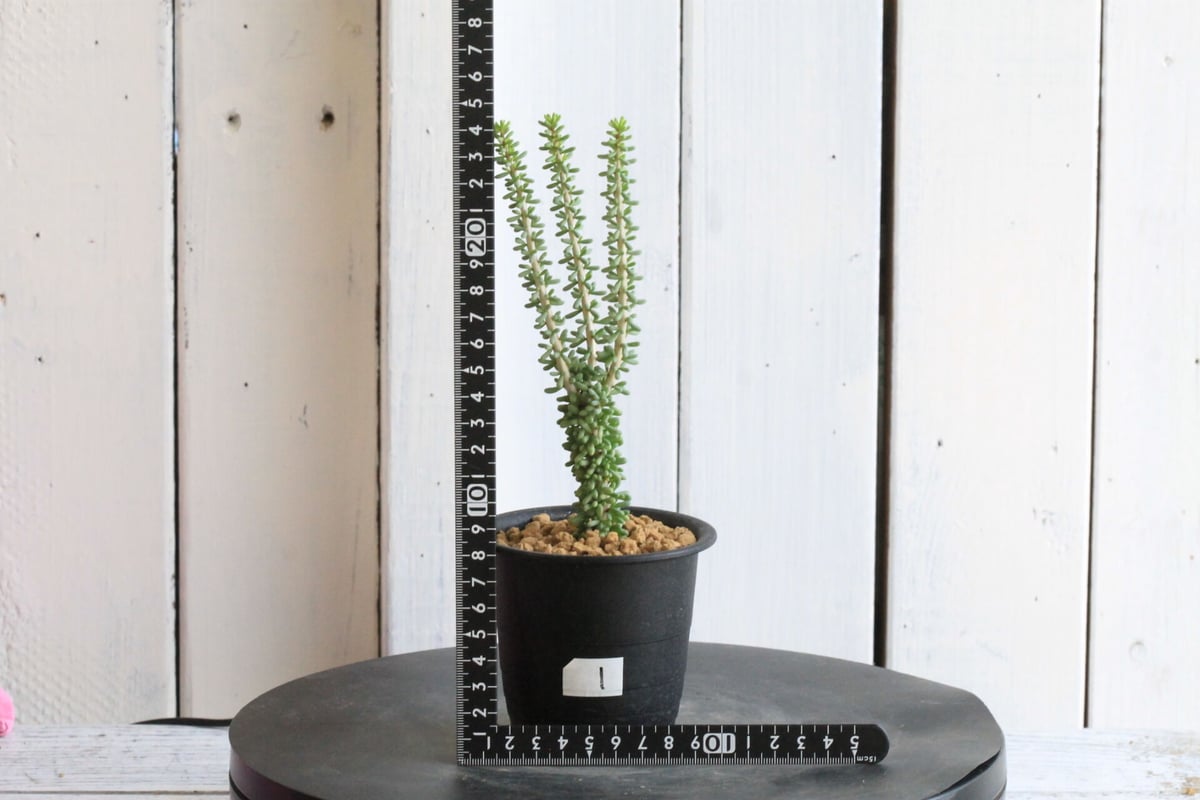 ケラリア ナマクエンシス | hanayoshi-botanical