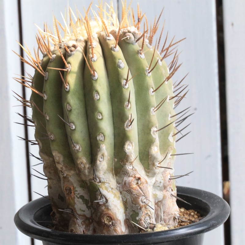 コピアポア シネレア 黒王丸（白刺） | hanayoshi-botanical