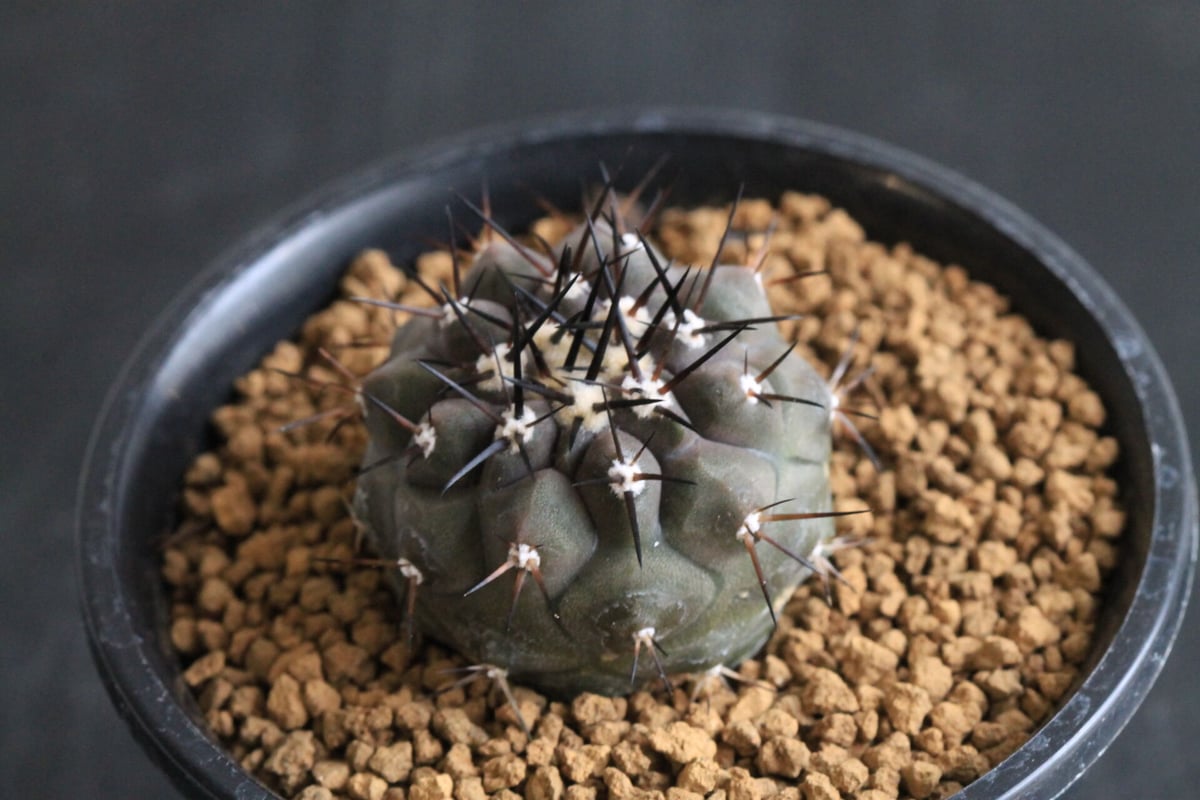 黒王丸 実生 鉢植えメルカリ便発送( •ω- )☆（コピアポア 黒王丸（実生 