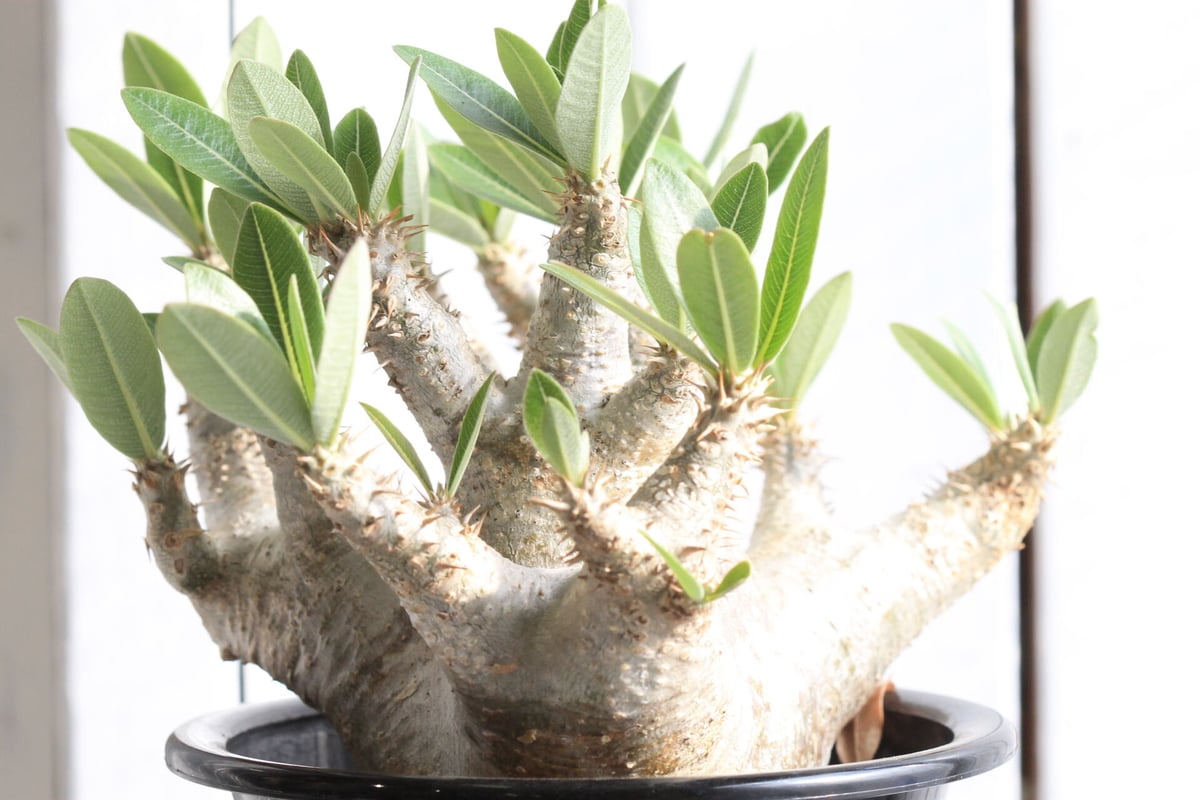 パキポディウム マカイエンセ ＋ valiem aobouzu 2周年Mサイズ