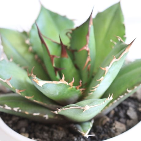 Agave　シエラミクスティカ