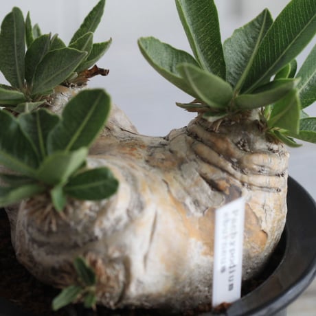 pachypodium エブレネウム