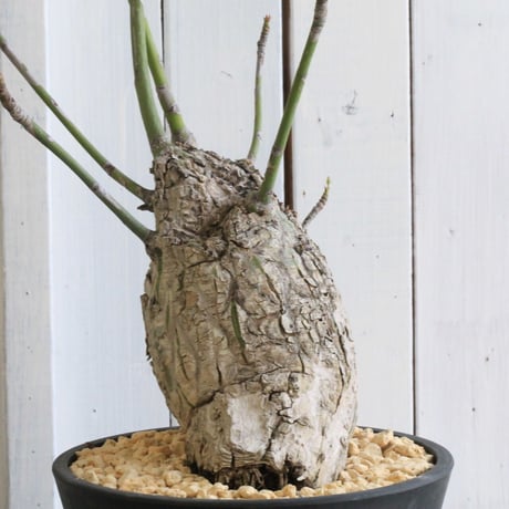 ボンバックス　エリプチカム