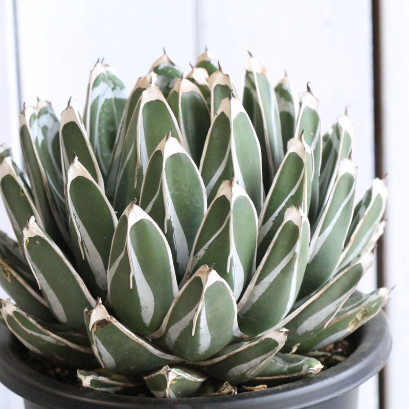 アガベ　コンパクト　美株　笹の雪Ｂ型 アガベ '王妃笹の雪 B型' Agave 'Filifera var.compacta
