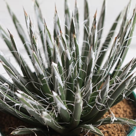 Agave　樹氷