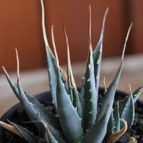 Agave  utahensis eborispina  ユタエンシス　エボリスピナ