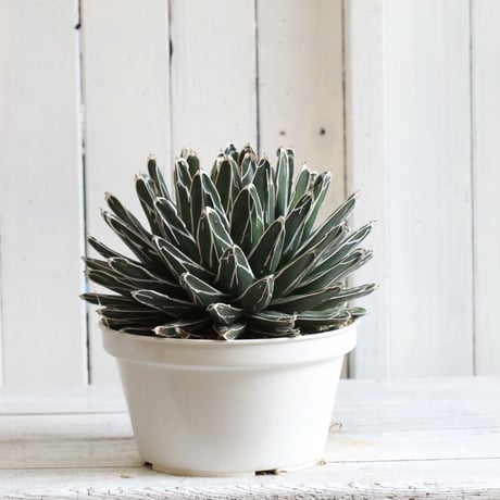 Agave 特選笹の雪