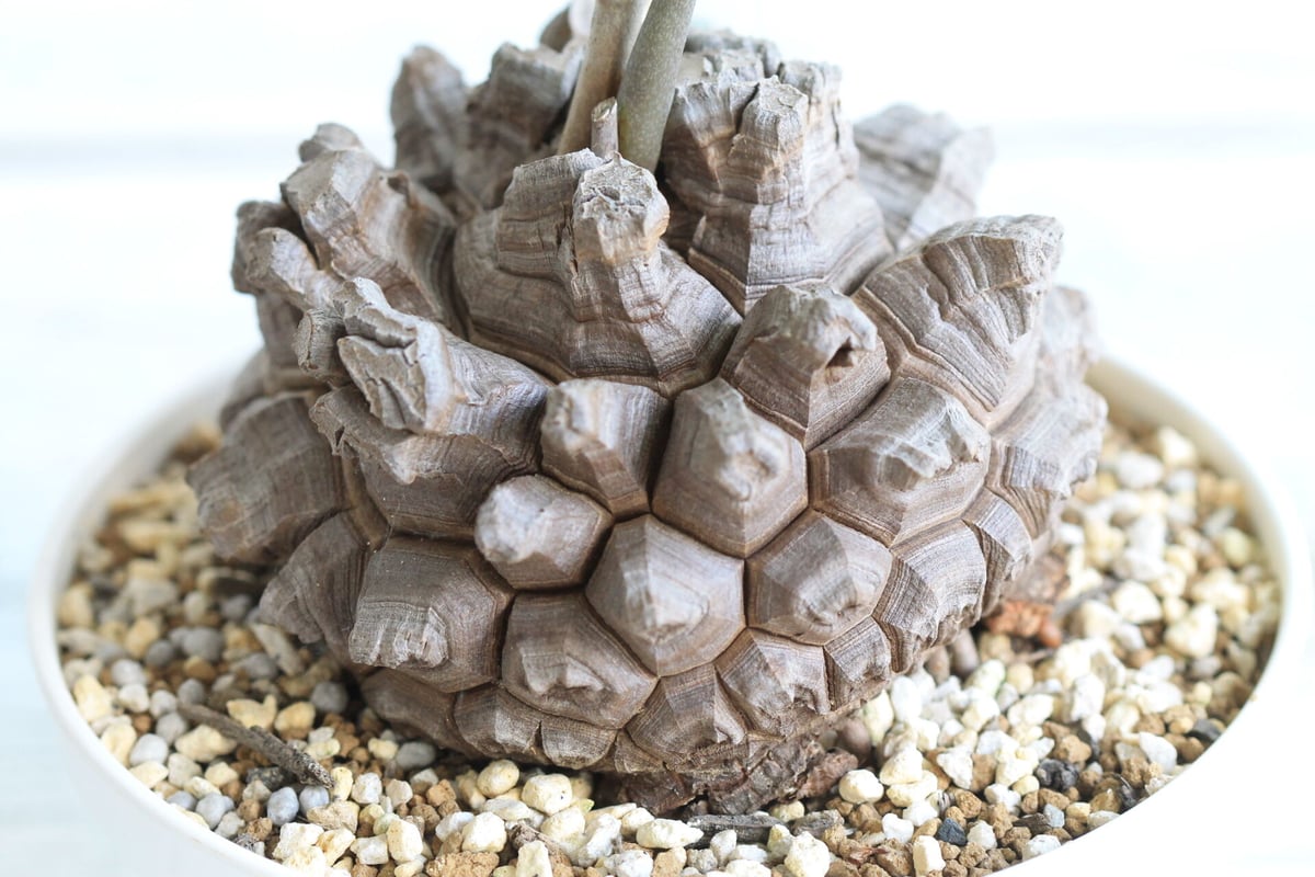 Discorea エレファンティペス 亀甲竜 | hanayoshi-botanical