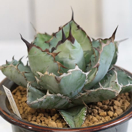 Agave チタノタ ブラック＆ブルー