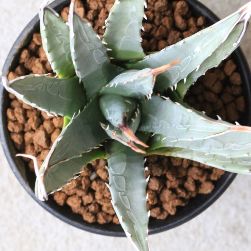 アガベ！ユタエンシス！ アガベ ユタエンシス No.1 | mana's farm:塊根植物・アガベ・ドライ