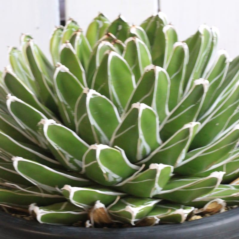 アガベ ビクトリアンレジーナエ 笹の雪 | hanayoshi-botanical