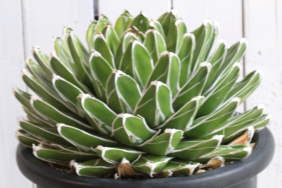 アガベ ビクトリアンレジーナエ 笹の雪 | hanayoshi-botanical