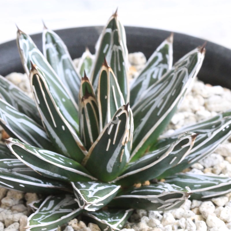 サンキング② アガベ 笹の雪 アガベ 姫笹の雪錦 ② | hanayoshi-botanical