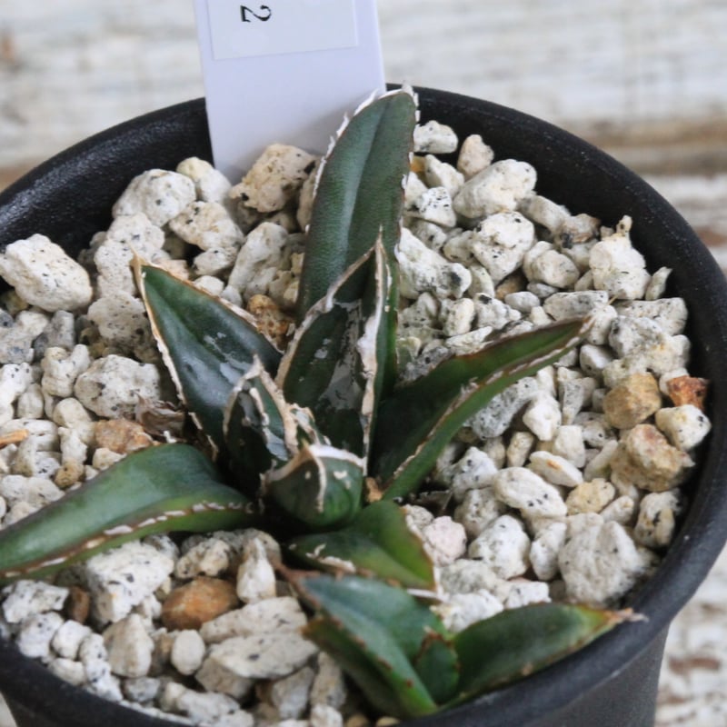 アガベ 笹の雪 NO-2② | hanayoshi-botanical